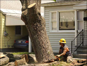 Tree removal in Fairfax Virginia